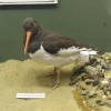 Natural History Museum Colchester