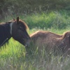 New Forest Ponies