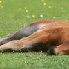 New Forest Foal