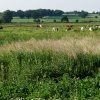 Grazing