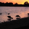 Hatchet pond