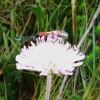 Six spot Burnet Moth on Thrift. Purbeck Ridge, Dorset