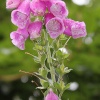 Foxglove