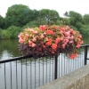 View of the River Severn and flower display