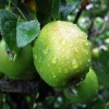 Fresh apple