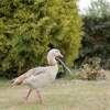 Ducks