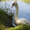Portrait of Swan