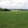 Grazing sheep near Horton Tower