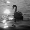 Swan