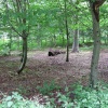 Llangattock Beechwood