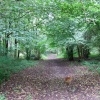 Llangattock Beechwood