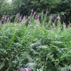Llangattock Beechwood