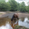 Horse Drinking