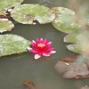 Redisham Hall Gardens