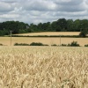 Corn ready for harvesting