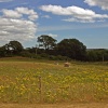 Arne Nature Reserve in Dorset