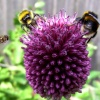 In a Pontefract Garden