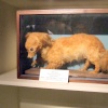 Abergavenny Museum
