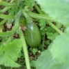 Marrow