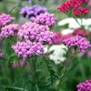 Eastcote House gardens, Eastcote Village