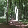 Spooky Forest