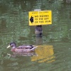 Newent lake and park