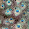 Peacock tail