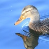 Reflections