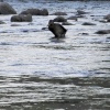 River Usk at Crickhowell late evening