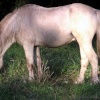 Horse seen In Llangattock Public Way