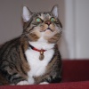 Cats Eyes