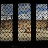 Hampton Court kiss
