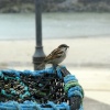 St Ives