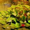 Water Lilly!