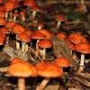 Fungus near the River Dart