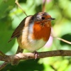 A Robin near the River Dart