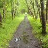 Forest of Kielder Water
