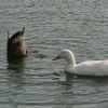 Wildfowl on the lake.