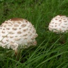 Autumn fungi