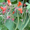 Runner Beans - September