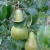 Pear tree in my garden