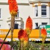 Red Hot Pokers
