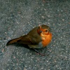 Robin.