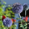 Flowers in Avebury