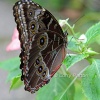 Butterfly farm