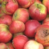 Autumn Fruits