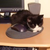 Cat and Mouse.