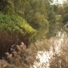 The Great Ouse, Thornton, Bucks