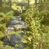 A gentle stream