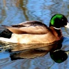Trowse Duck